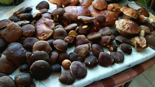 Grzybowy zawrót głowy! 