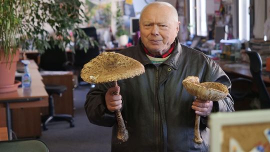 "Grzyby jeszcze są!" Pan Zbigniew znalazł dużą kanię koło domu