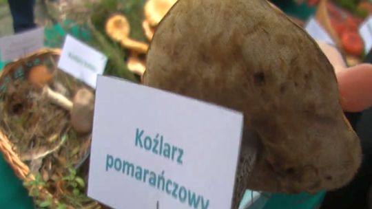 Grzyby - koźlarze. Jakie są rodzaje, gdzie znaleźć?