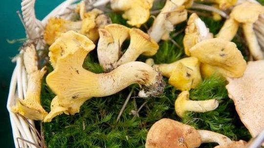 Grzyby. Kurki na topie, przepisy na potrawy z kurkami