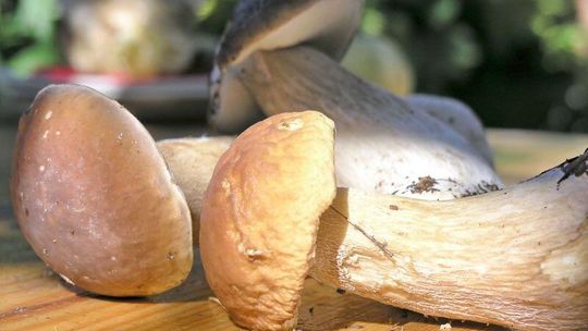 Grzyby na zimę. Jak ususzyć?