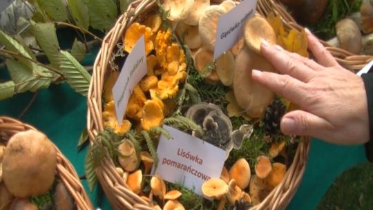 Grzyby - poradnik. Kurka (pieprznik jadalny) i lisówka pomarańczowa. Jak odróżnić?