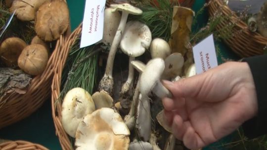Grzyby - poradnik. Pieczarka i muchomor. Jak odróżnić?