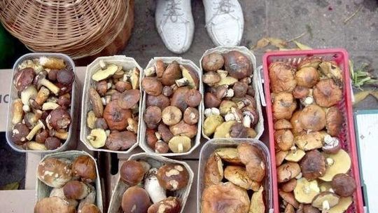 Grzyby: Suszenie, solenie, marynowanie. Instrukcja obsługi