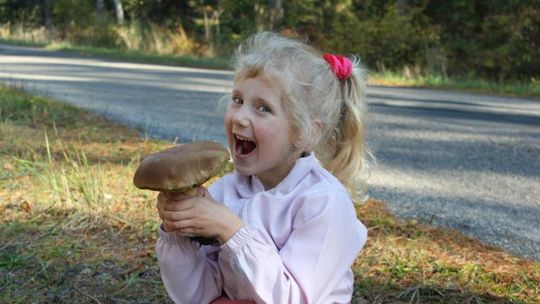 Grzyby w lasach pod Lublinem i w okolicach. Zdjęcia Czytelników