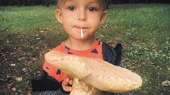 Grzyby w woj. lubelskim. Borowik gigant