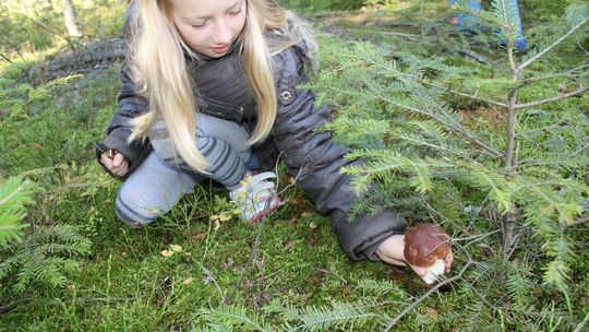 Grzyby w woj. lubelskim rosną jak na drożdżach (zdjęcia)