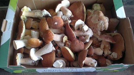 Grzyby w woj. lubelskim. Zdjęcia Czytelników
