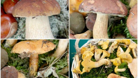 Grzyby warte zachodu w lesie i kuchni