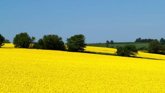 GUS: zboża i rzepak w lepszej kondycji po zimie niż rok wcześniej