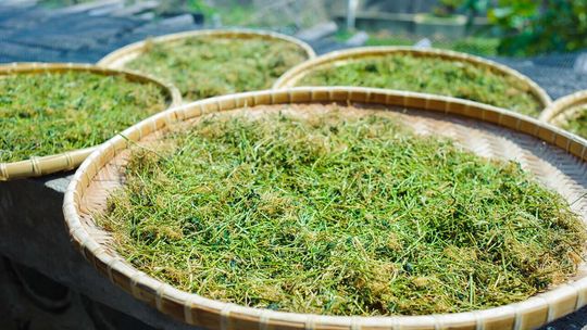 Gynostemma Pentaphyllum – co o niej warto wiedzieć? Gynostemma Pentaphyllum – co o niej warto wiedzieć?