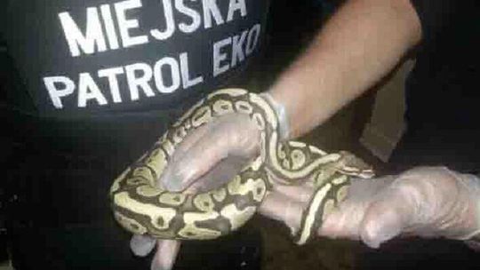 Hak na węże, transporter dla płazów. Straż Miejska będzie doposażona 