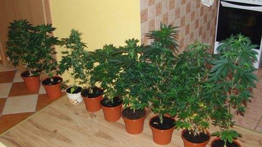 Handel narkotykami: 13 osób zatrzymanych, 16-latek miał plantację w domu