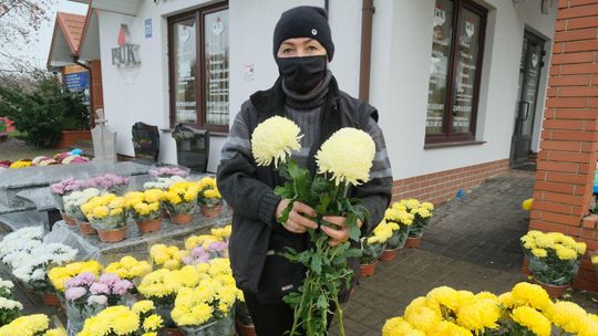 Handlarze mogą oddać niesprzedane chryzantemy. ARiMR wypłaci im rekompensaty