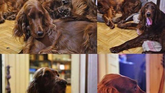 Harnaś i Hrabia, gdzie jesteście? Zaginęły setery irlandzkie