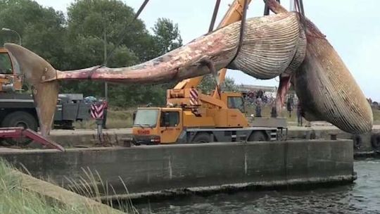 Hel. Martwy wieloryb wyciągnięty z morza (wideo)