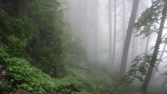 Historia: Jeden dzień z życia partyzantów w Puszczy Solskiej