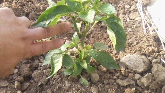 Historia vitae magistra