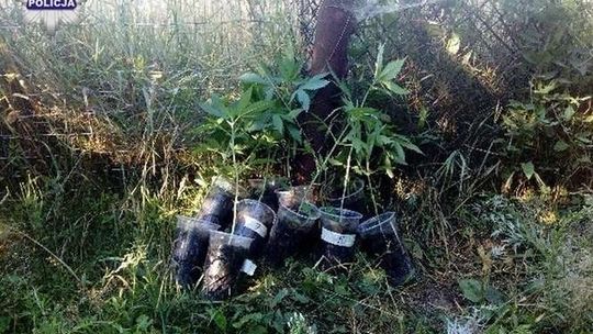 Hodował konopie na działce. Policjanci zatrzymali 26-latka