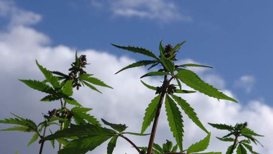 Hodował marihuanę w szafie