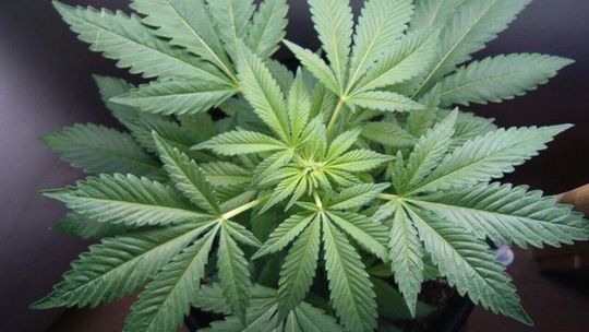 Hodowała konopie indyjskie, aby móc zasnąć