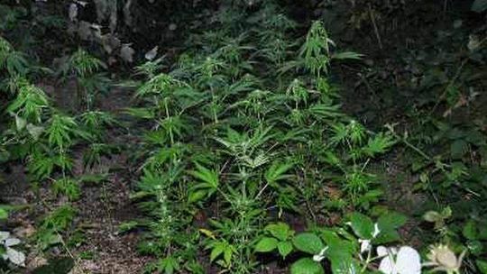 Hodowali konopie indyjskie, wpadli w policyjną zasadzkę