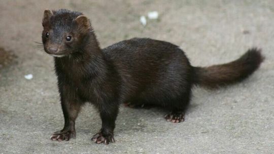 Hodowca norek nie musi wybijać 37 tys. zwierząt. "Można było to zrobić od razu, a nie politykę uprawiać"