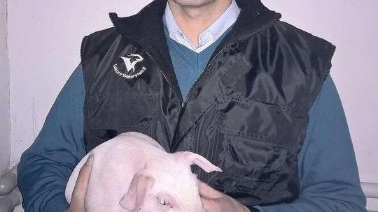 Hodowca ze Starych Wierzchowisk odpowiada protestującym: Moja ferma nikomu nie zagrozi