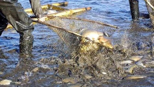 Hodowcy ryb w Lubelskiem: zmiany w dzieleniu dotacji grożą zamknięciem hodowli 