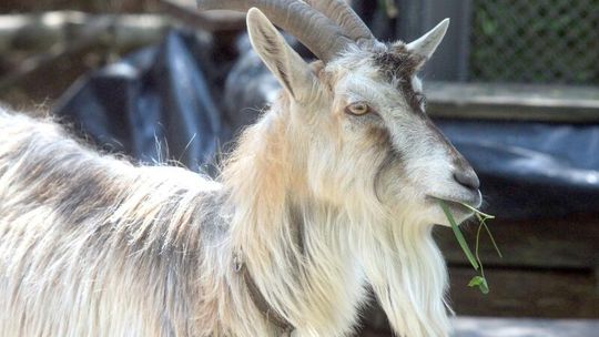 Hodowla kóz - biznes nie dla każdego