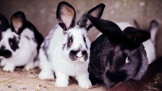 Hodowla królików - wybór ras i koszty utrzymania