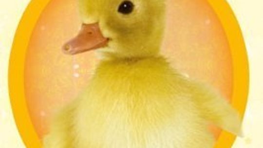 Holly Webb, \"Kaczka przynosząca szczęście”