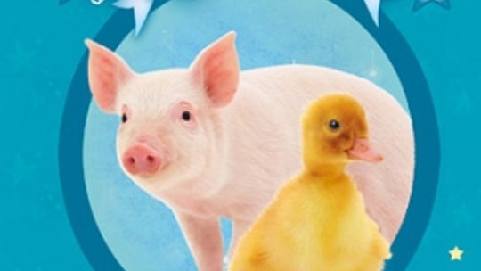 Holly Webb, \"Magic Molly. Zwierzątka w potrzebie”