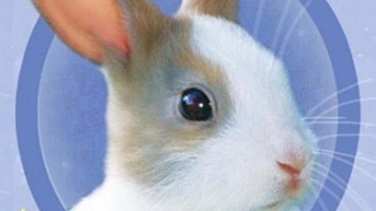 Holly Webb „Tajemniczy kucyk”, „Znikający króliczek”