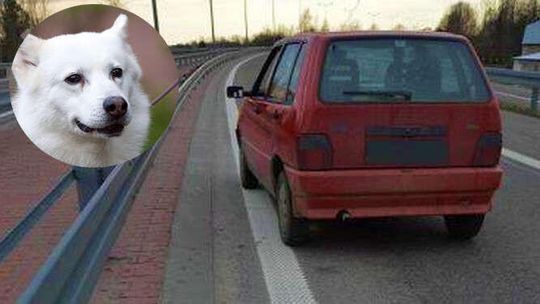 Holował psa za samochodem, usłyszał wyrok