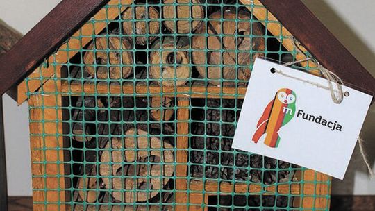 Hotele dla owadów, więcej niż luksusowe   