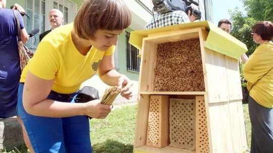 Hotele dla pszczół staną przy lubelskich szkołach. Zamieszka w nich murarka ogrodowa