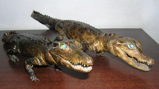 Hrebenne: Chciał przemycić dwa kajmany