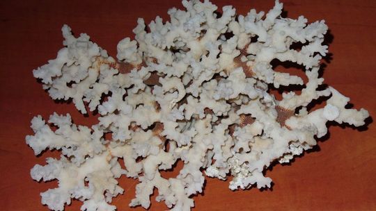 Hrebenne: Podróżny z koralowcami, czyli problemy z prezentem od babci