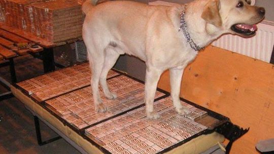 Hrebenne: Porto – pies na szmugiel