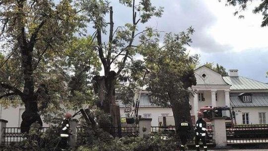 Hrubieszów: (Nie)pomnikowy jesion czeka na piłę