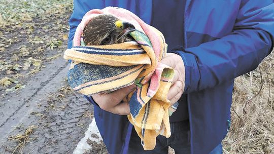 Hrubieszów: Nie udało się uratować rannego myszołowa