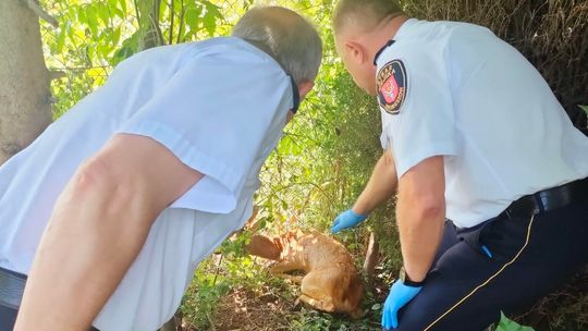 Hrubieszów: Sarence na ratunek ruszył mieszkaniec i mundurowi