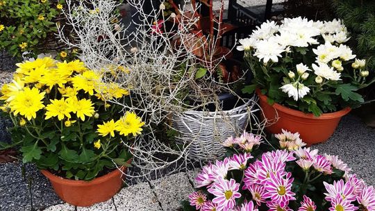 Hrubieszów też pomaga producentom chryzantem i handlowcom