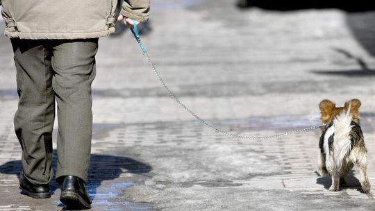 Hrubieszów: Zaczipuj swojego psa za darmo