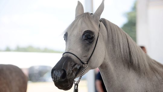 Hubertus Nadbużański: konie, kuchnia i tradycja łowiecka