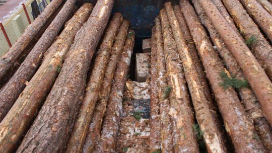 Hurtowy przemyt papierosów pod drewnem