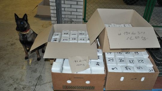 \'Idea\' wyczuła narkotyki. 175 kg haszyszu u Białorusina (wideo)