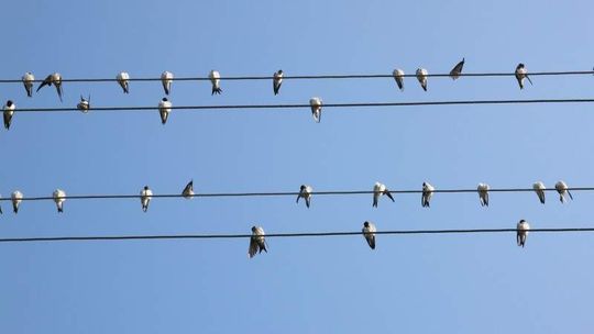 Idź na spacer, policz ptaki. Liczenie ptaków w woj. lubelskim
