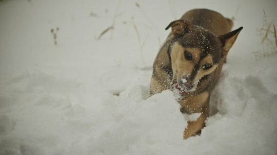 Idzie prawdziwa zima. W weekend ma spaść śnieg